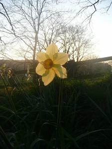 daffs 2